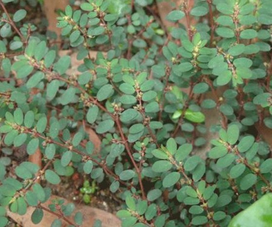 草坪杂草除草——地锦草 耳草