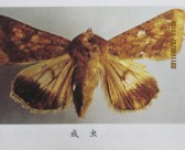 棉铃虫